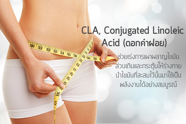 CLA,-Conjugated-Linoleic-Acid-(ดอกคำฝอย)