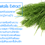Horsetails-Extract
