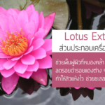 Lotus Extract