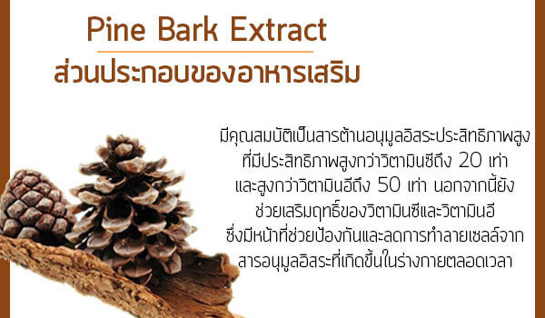 Pine-Bark-Extract-ส่วนประกอบของอาหารเสริม