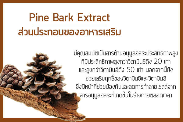 Pine-Bark-Extract-ส่วนประกอบของอาหารเสริม