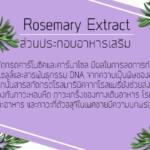 Rosemary Extract