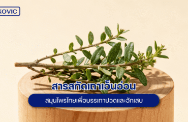 สารสกัดเถาเอ็นอ่อน