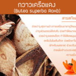 กาวเครือแดง