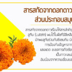 สารสกัดจากดอกดาวเรือง-ส่วนประกอบสมุนไพร